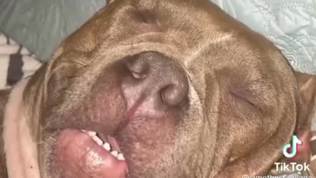 Get yourself a Pitbull