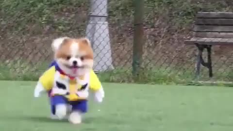 I'm coming (Happy puppy)