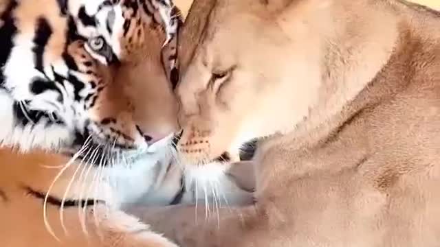 Cute little tiger caps bangles