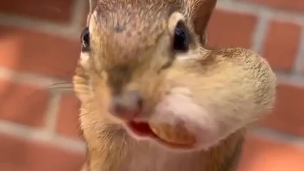 squirrel