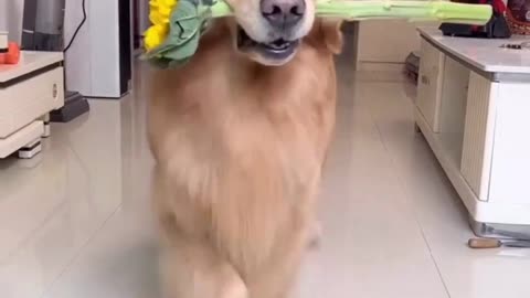 A cute dog walking dancing with a rose of love