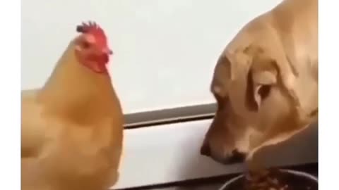 Fuuny animal videos
