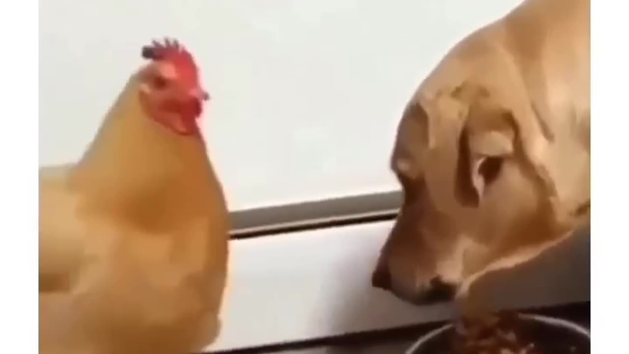 Fuuny animal videos