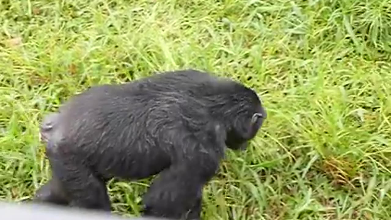 Ngambe island Chimpanzee sanctuary - rain dance