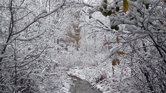 Winter Wonder Land