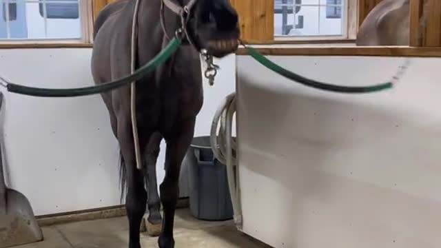 Angry Looking Horse is Actually a Big Softie