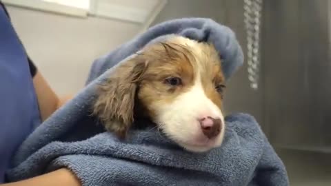 Mini American Shepherd puppy falls asleep from blow dryer