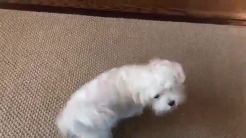 Max the Maltese and his tricks funny video