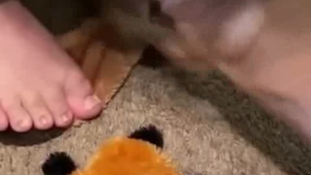 Funny dog shorts video