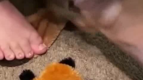 Funny dog shorts video