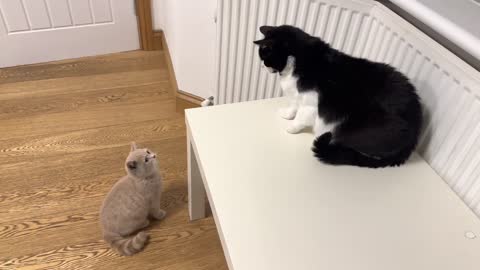 Angry Cat Hisses At New Kitten