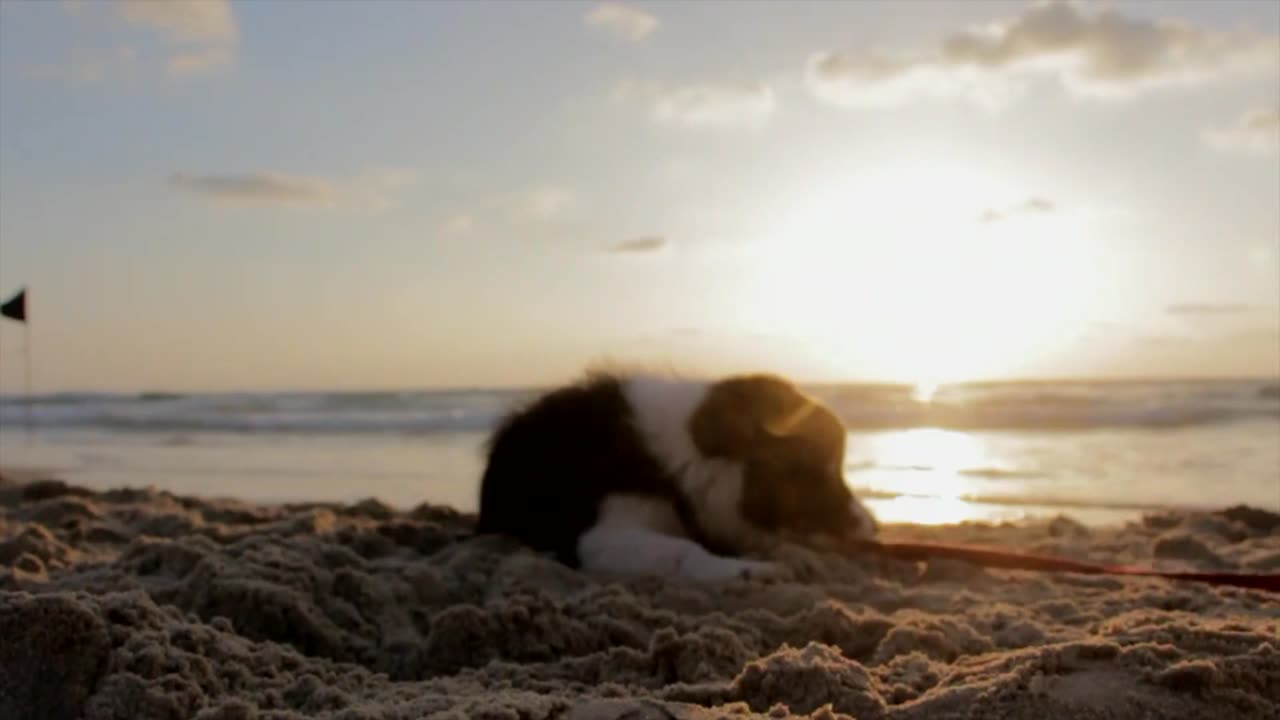 Most Cutest Puppy in the world playing on the beach