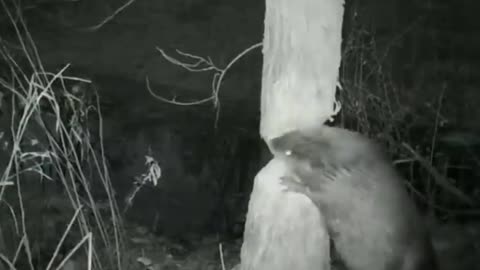 Beavers felling trees in the forest