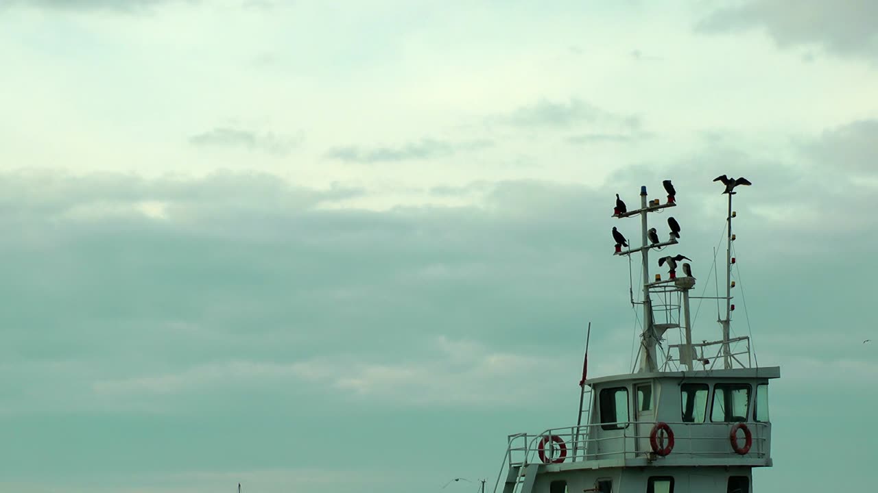 cormorants_on_the_ship