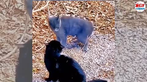 Bady Cats -Cute and Funny Cat Videos - Cat Cute Funny Animal Videos #7 /Kgf Comedy