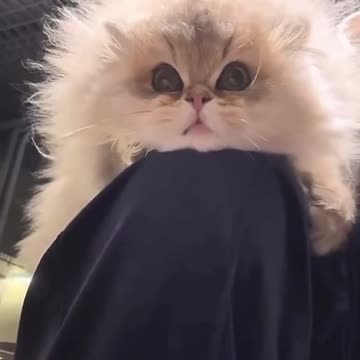 Einstein in cat version