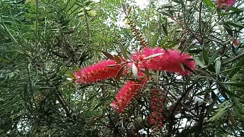 Callistemon, Taree Pink 18th September 2021