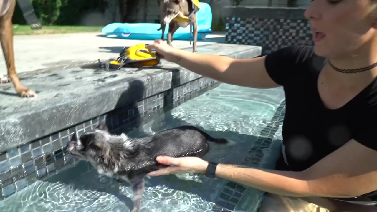 Here is how yo teach a dog to swim.