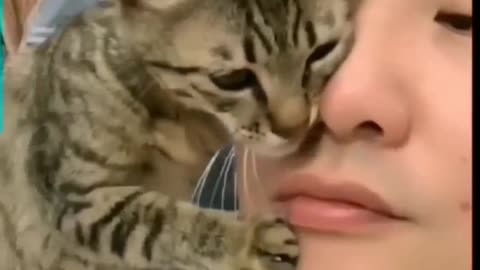 New cat videos funny cats baby #trinding cats