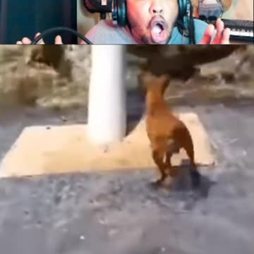 Survival of the Fittest: When Wild Dogs Meet Crocodiles