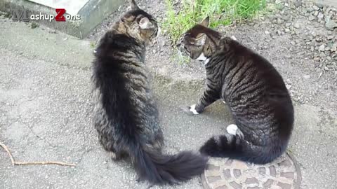 Funny cats arguing, talking to each other compilation