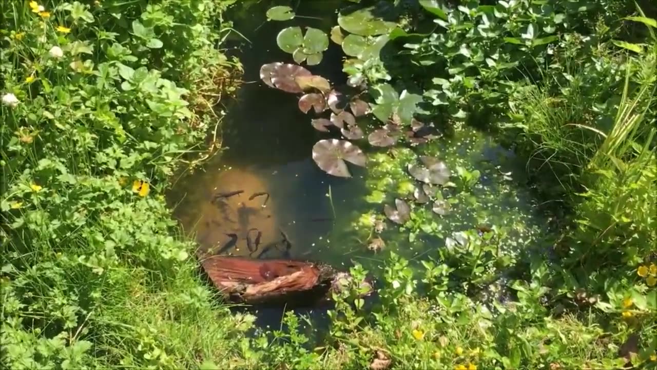 How to make a WILDLIFE GARDEN! The FOUR things you MUST INCLUDE!