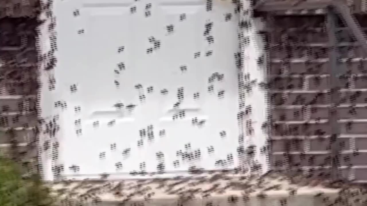 Invasion of the Mormon Crickets: The Bug-Filled Chaos Unleashed Across Six Nevada Countries 🦗😱