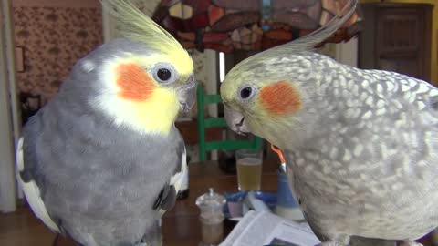 Our pet cockatiels preening and pecking each other