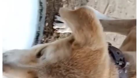 Cat and dog drank milk together