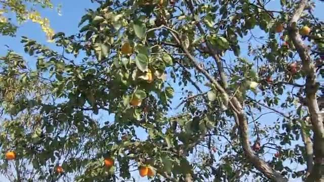 a bee that likes ripe persimmons