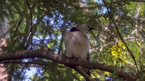 Blue Jay more close up