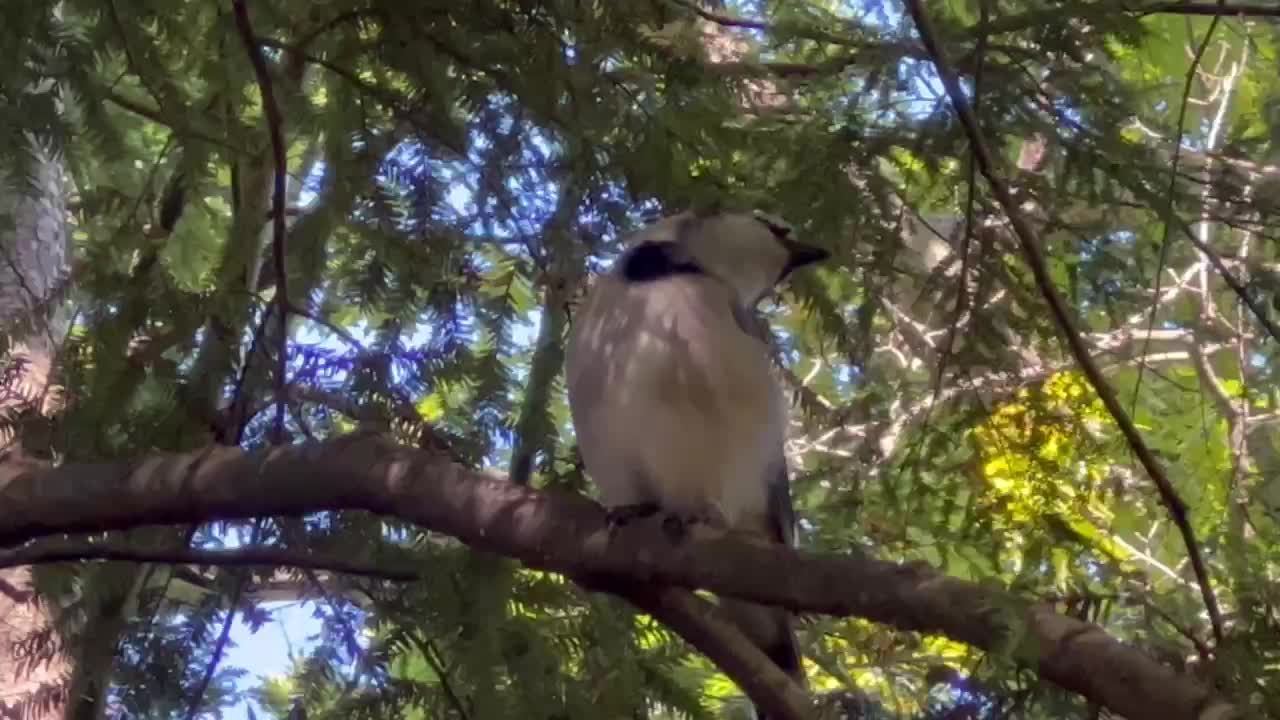 Blue Jay more close up