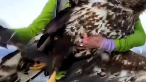 Aves mutiladas por generadores eolicos