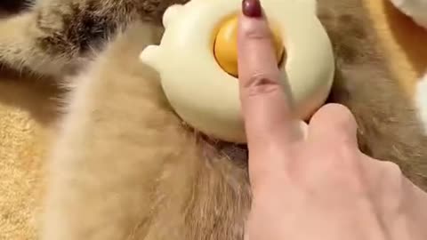 cat massage 🥰