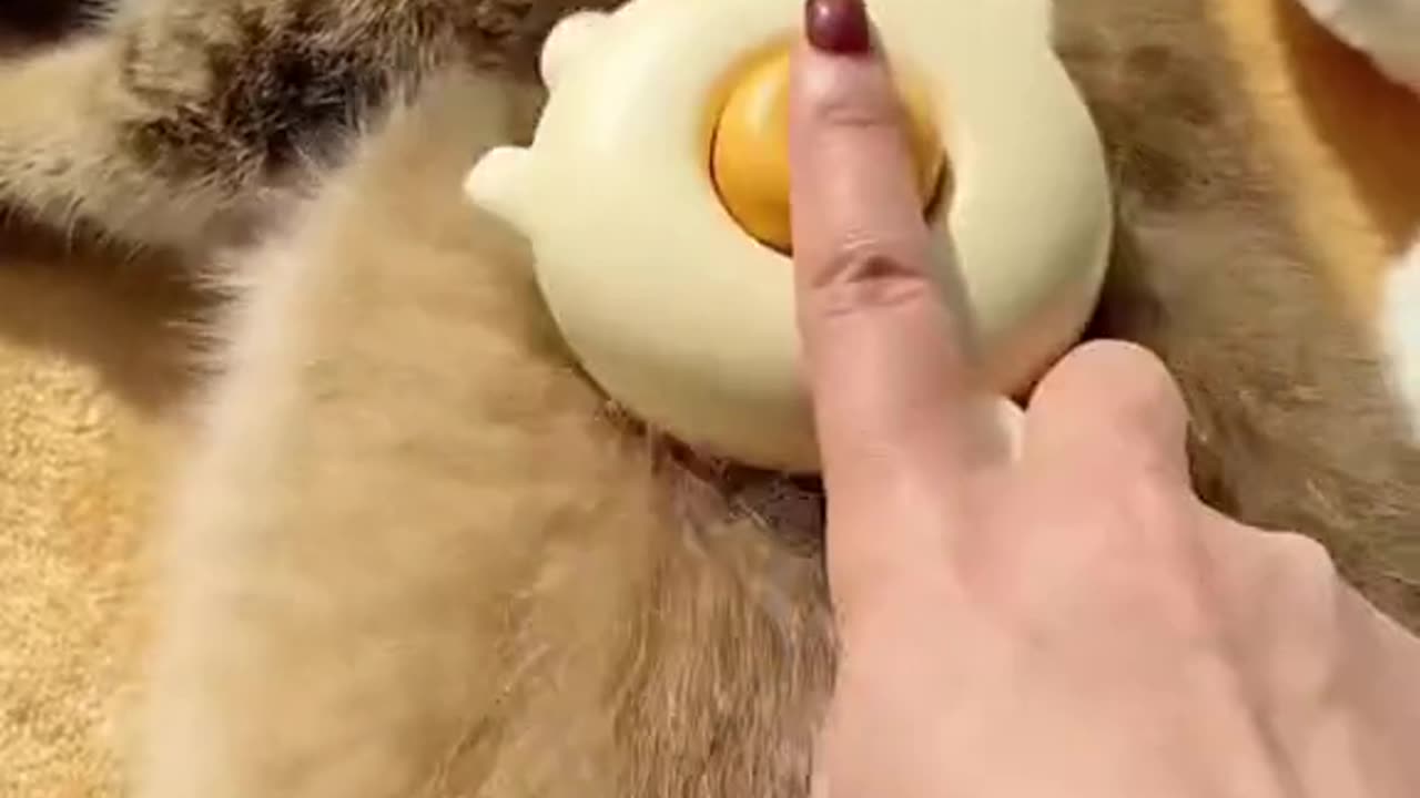 cat massage 🥰