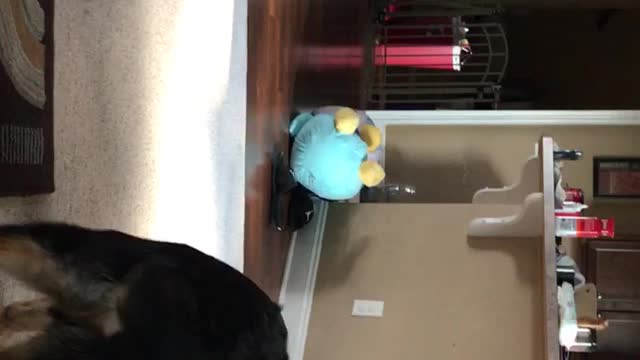 German Shepherd scared of stuffed animal