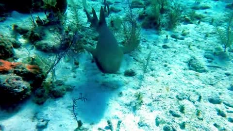 Baby nurse shark approaches scuba diver for a boop on the nose