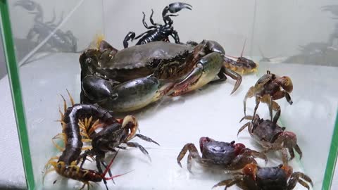 Sea Crab Centipede Emperor Scorpion Water-9