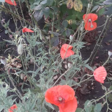 Red poppy