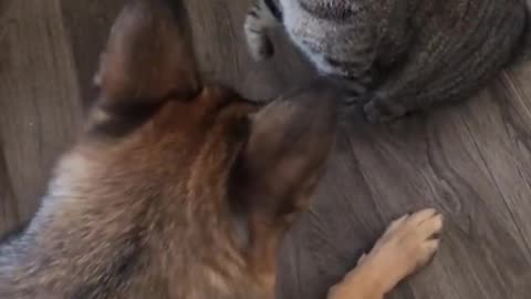 Cat vs dog funny video