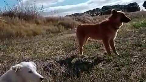 Pair of sweet doggies preciously cuddle with each other 😍