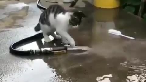 Cute Kitten Plays with Water Pipe