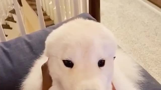 FUNNY ANIMALS VIDEOS TRY NOT TO LAUGH