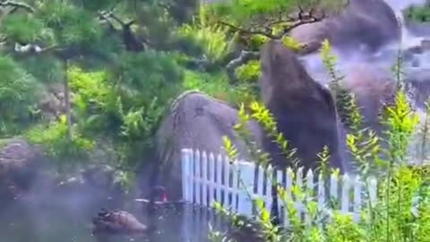 Black swans swim upstream to enjoy the hot springs