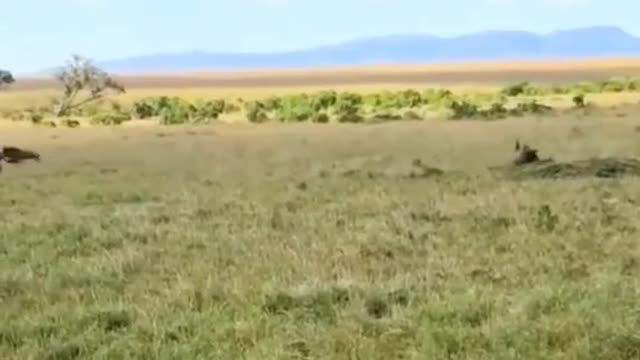 This is a group out looking for food