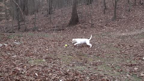 Cute animals, Cute Dog