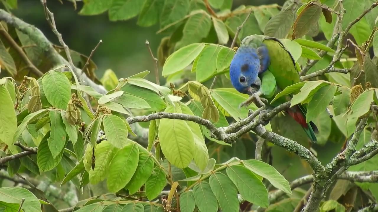 Cutee birds
