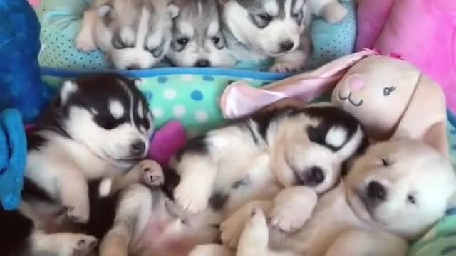 A group of cute puppies sleeping together