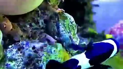 Js fish video