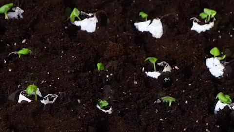 Seedling crops and fruit